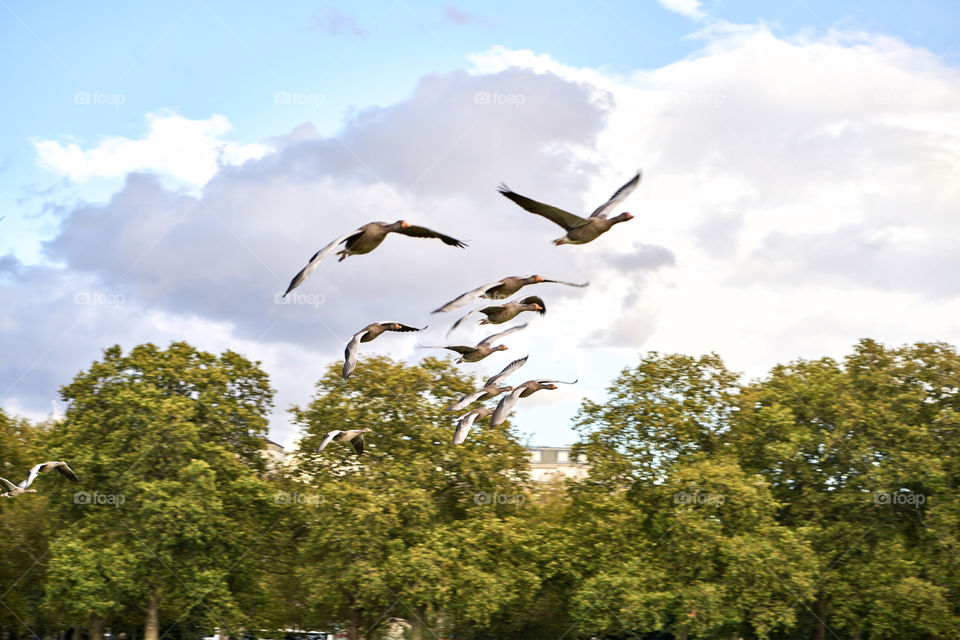 Autumn weather and bird migrations