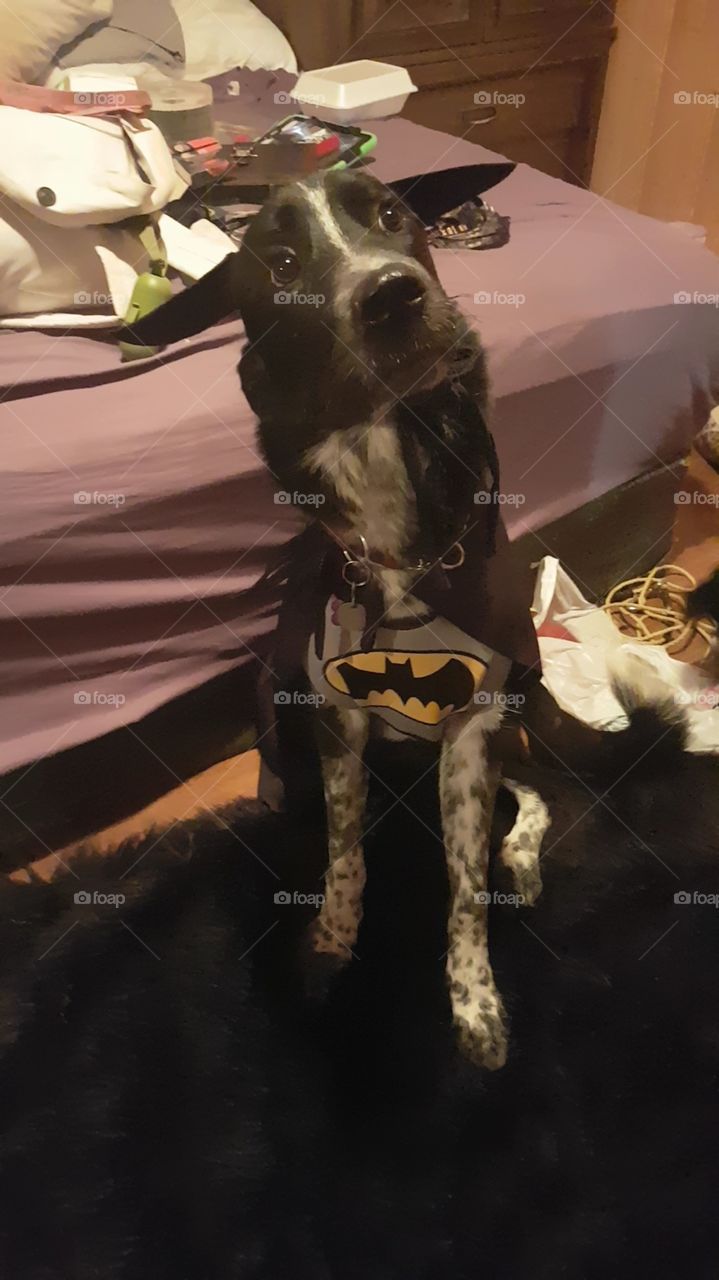 Bat Dog