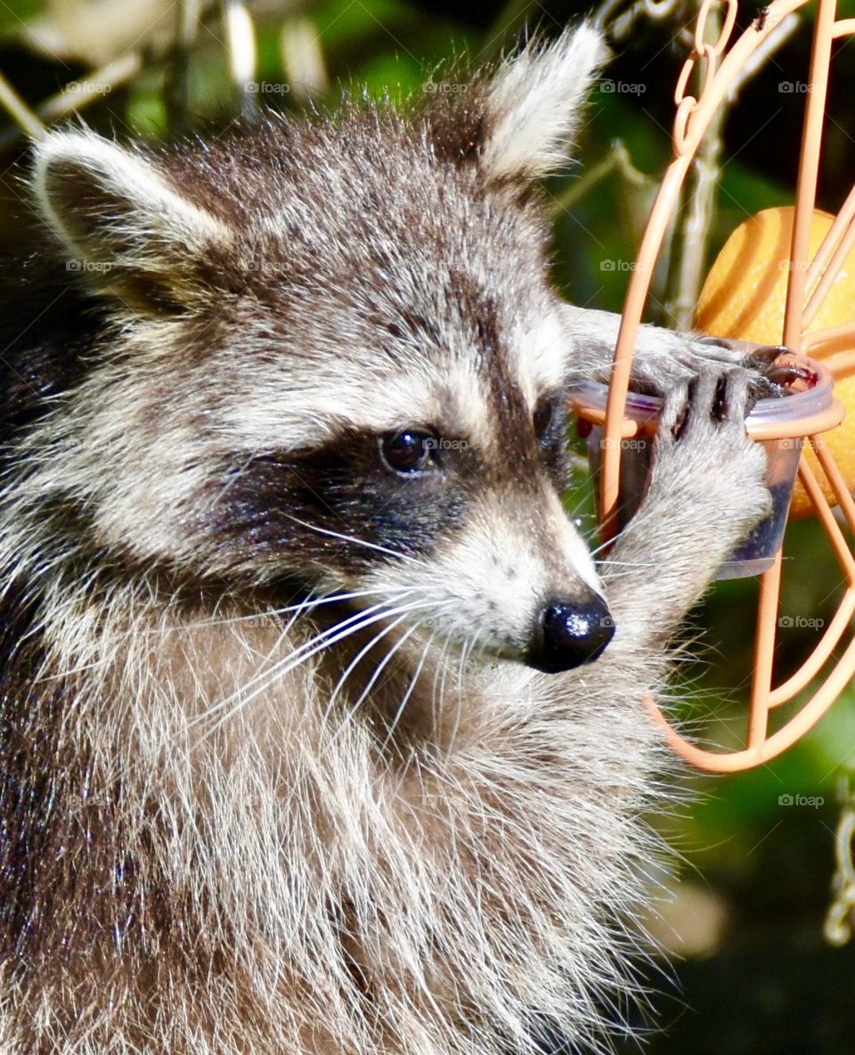 Raccoon stealing jelly from the bird feeder