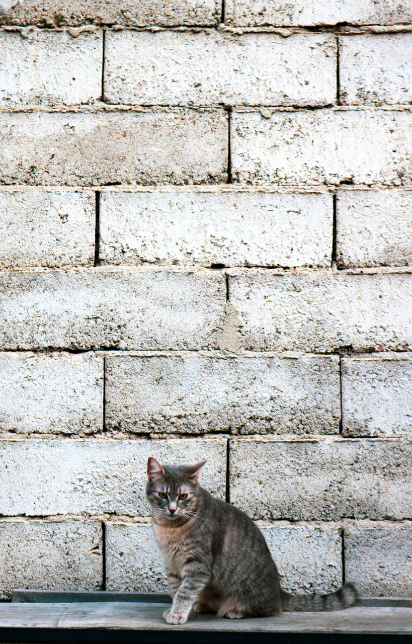 Gray, tabby cat in front of stone wall