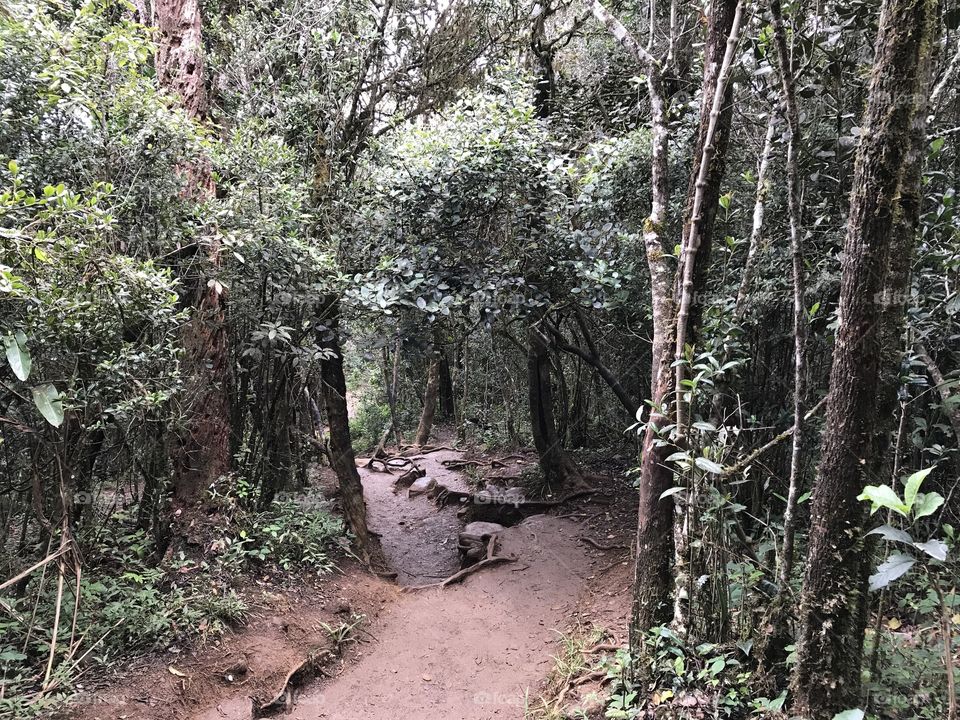 Path towards Bakers Falls - Sri Lanka