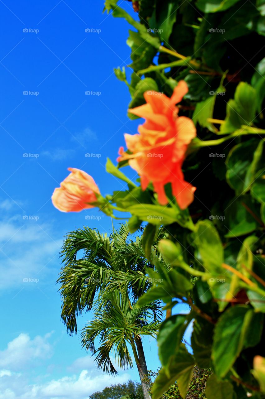 Flower and palm
