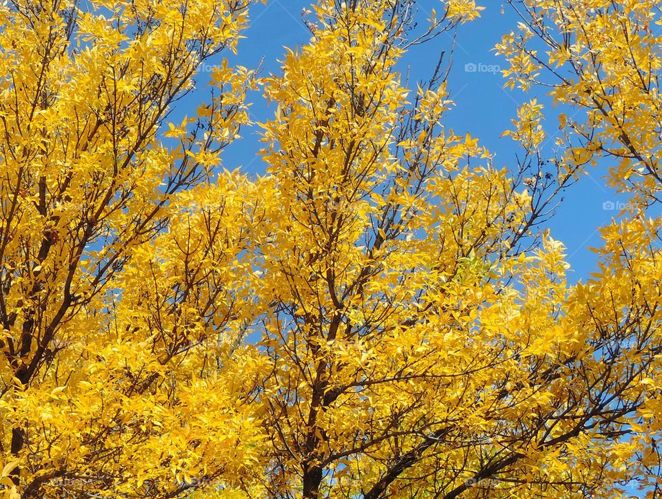 A copse of golden trees frame a bright blue window of sky.