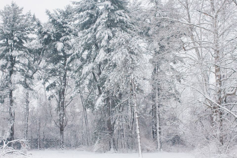 Snowy trees 