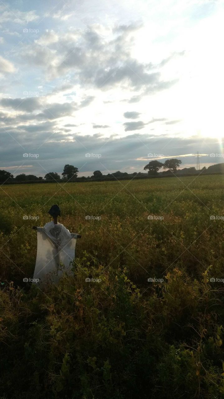 Scarecrow in the pea field.
