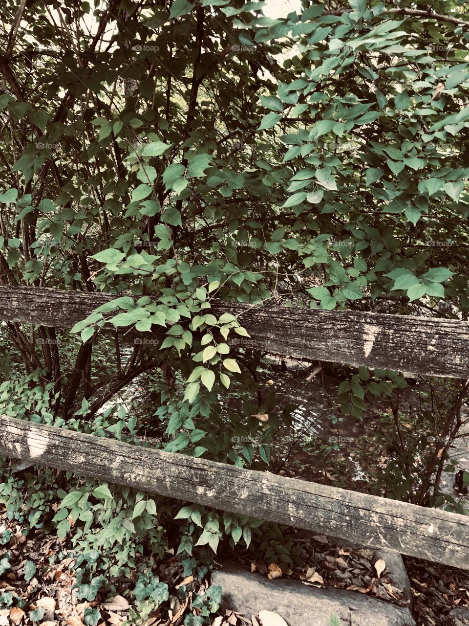 Wooden fence tress and foliage walking trail 