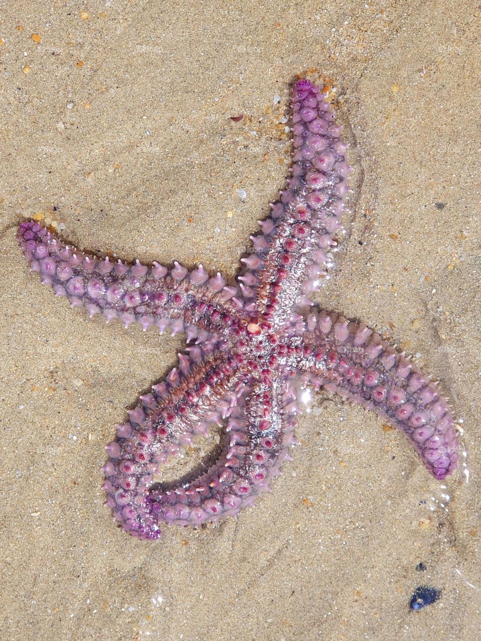 Starfish