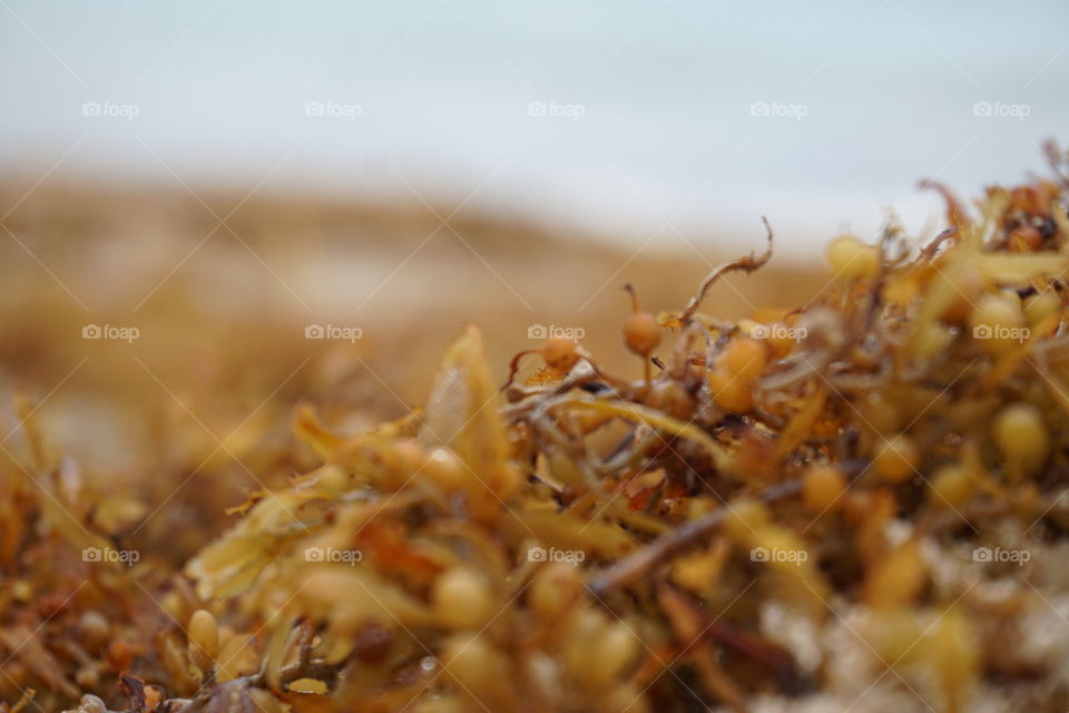 A close up of dead seaweed.