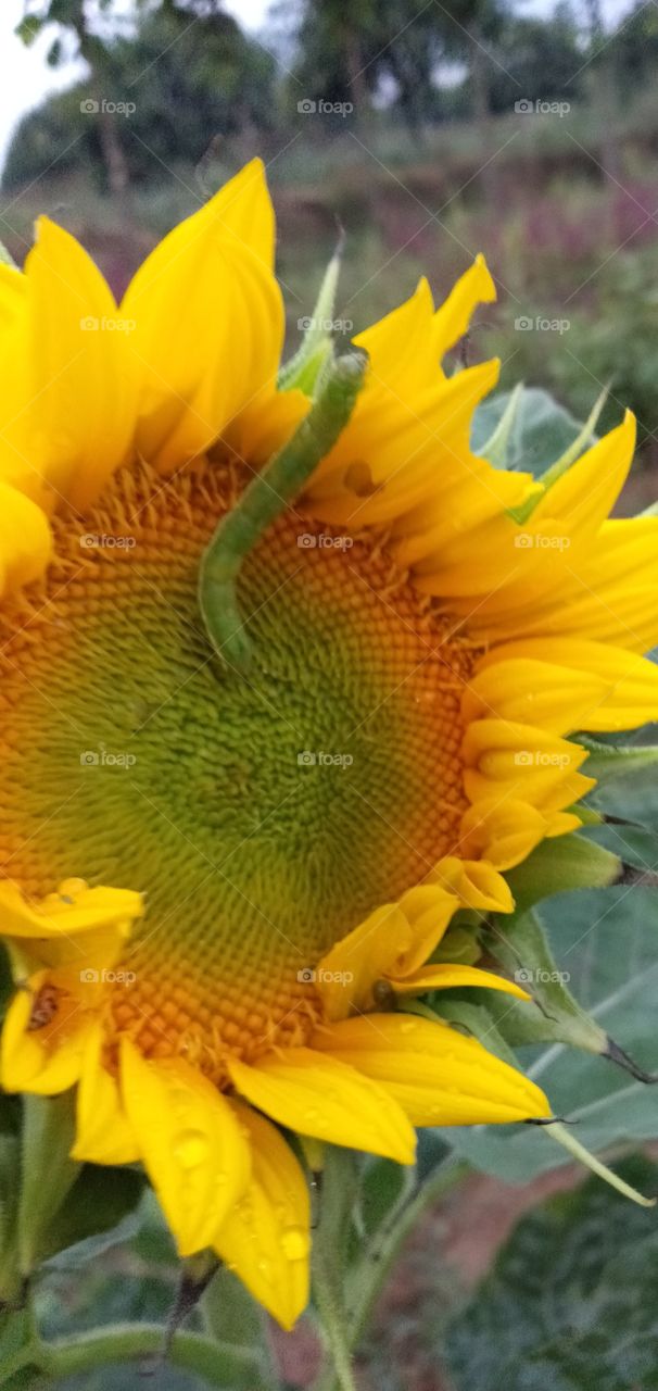 sunflower with