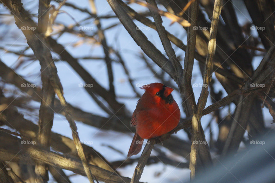 Cardinal