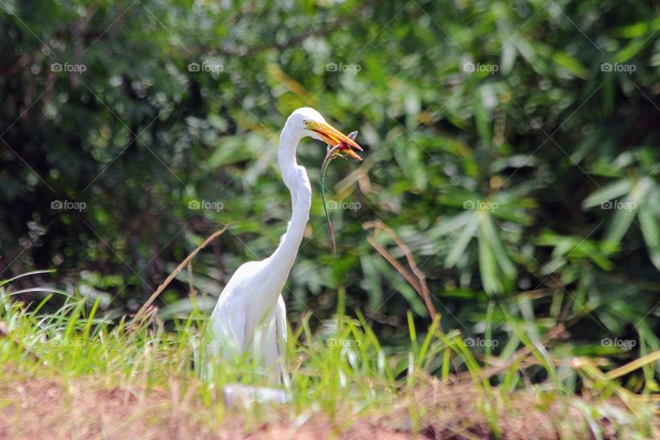 Garza Paleta del Orinoco, alimentándose.