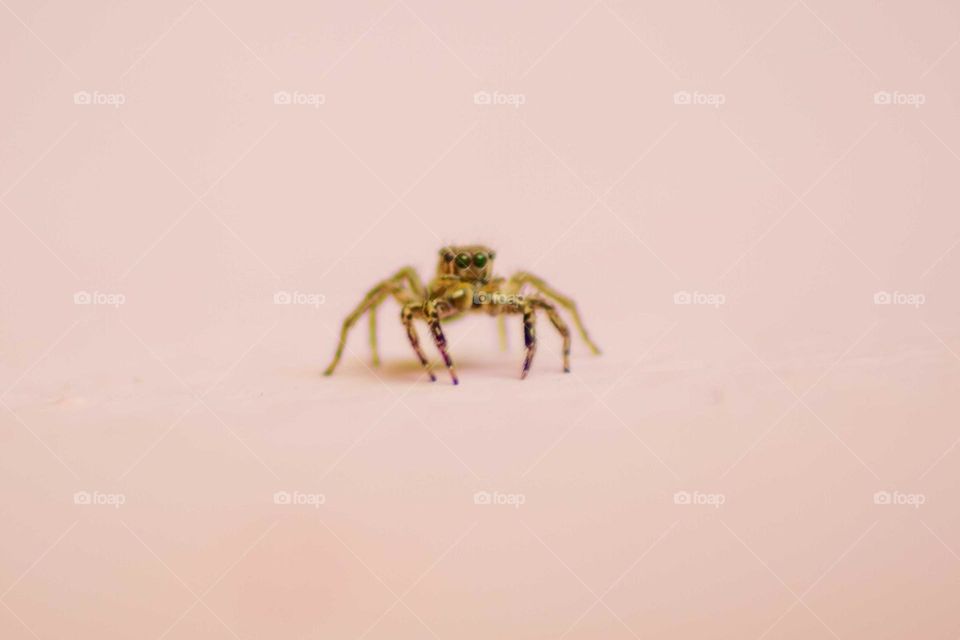 spider