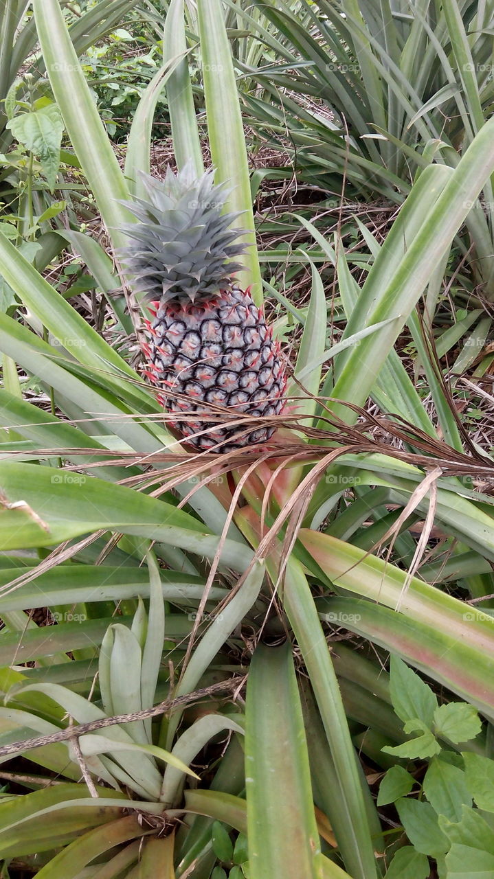 Pineapple. Organic fruit at the farm