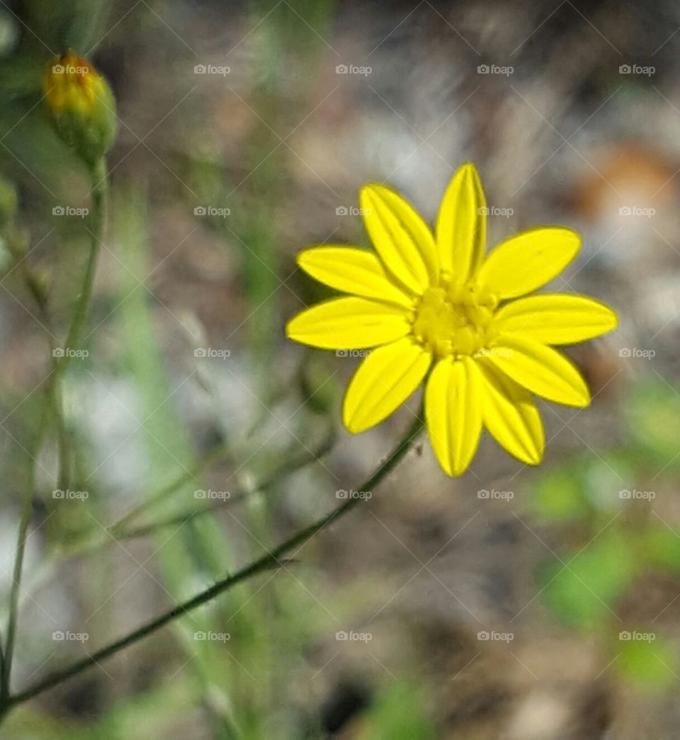 Nature, Flower, Flora, Summer, No Person