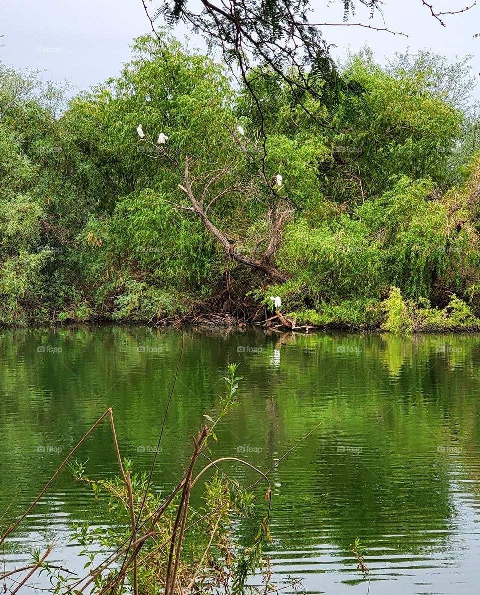 Reflections in the Lake