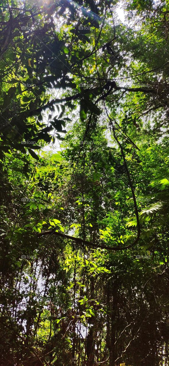 When you look up in the tropical forest, the sun light barely shine through which it ray blocked by many species of plants/ trees. Big & small leaves, tall & short plants/ trees, all growth higher and higher, wider and wider to get energy from sun.