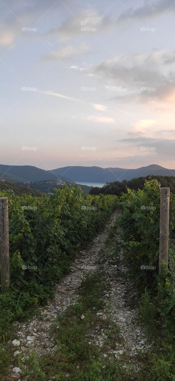 Abrau-Dyurso is a village in Russia. A place for growing grapes and producing wine and champagne. A place where you can simultaneously admire the sunset, a view of the lake through the vineyards and the sea among the mountains.