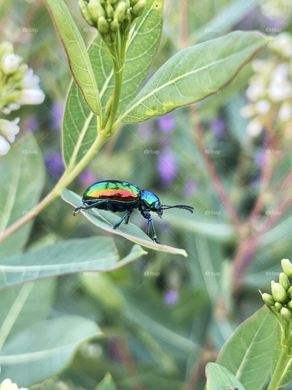 Dogbane beetle