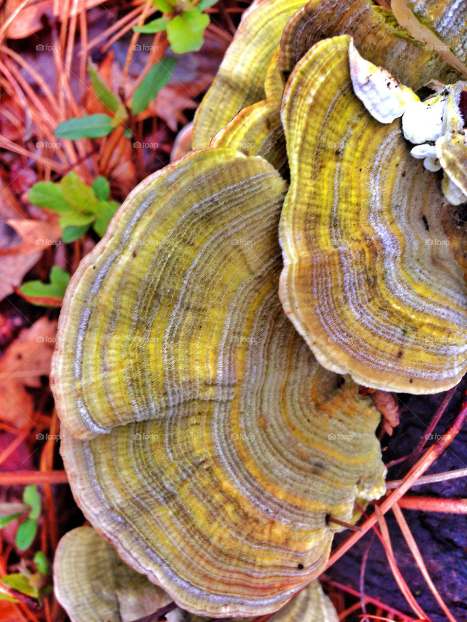 radial colorful mushrooms
