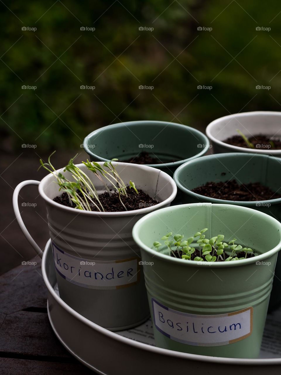 Herb seeds planted in little containers, basilicum. Herbs In our garden, seasoning.