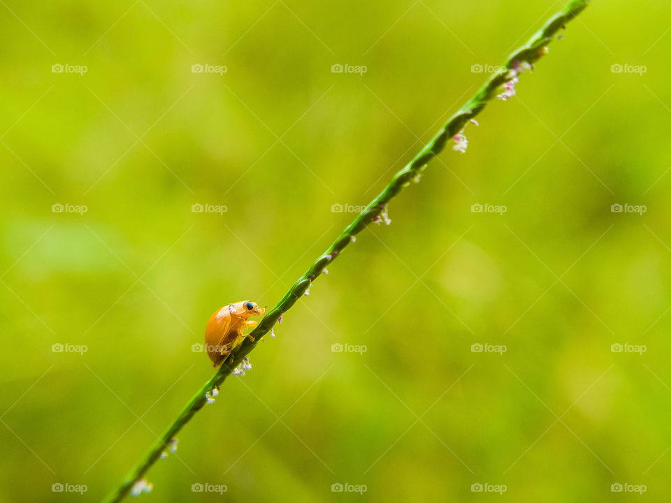 Lady bug is climbing.