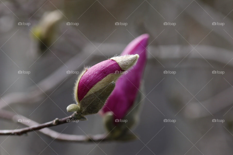 Japanese Magnolia