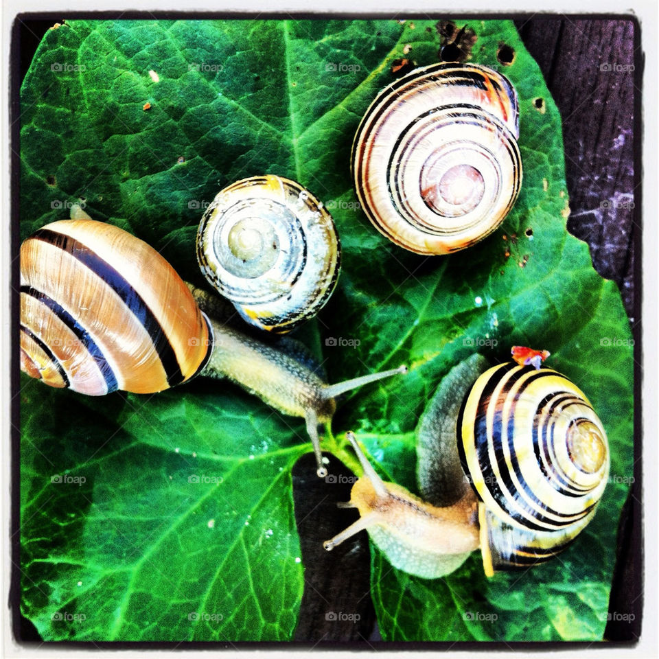 Snails in the garden