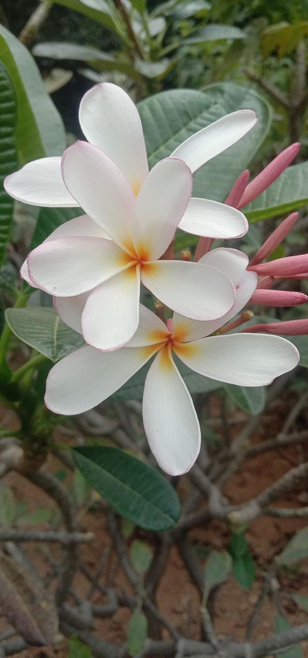 nature plants