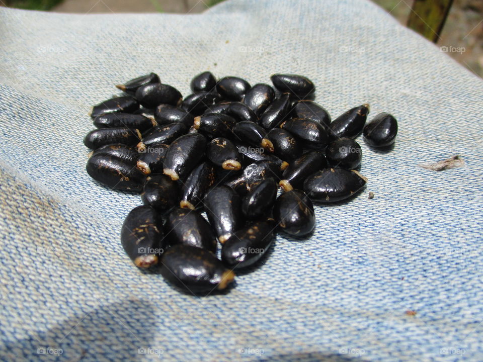 seed