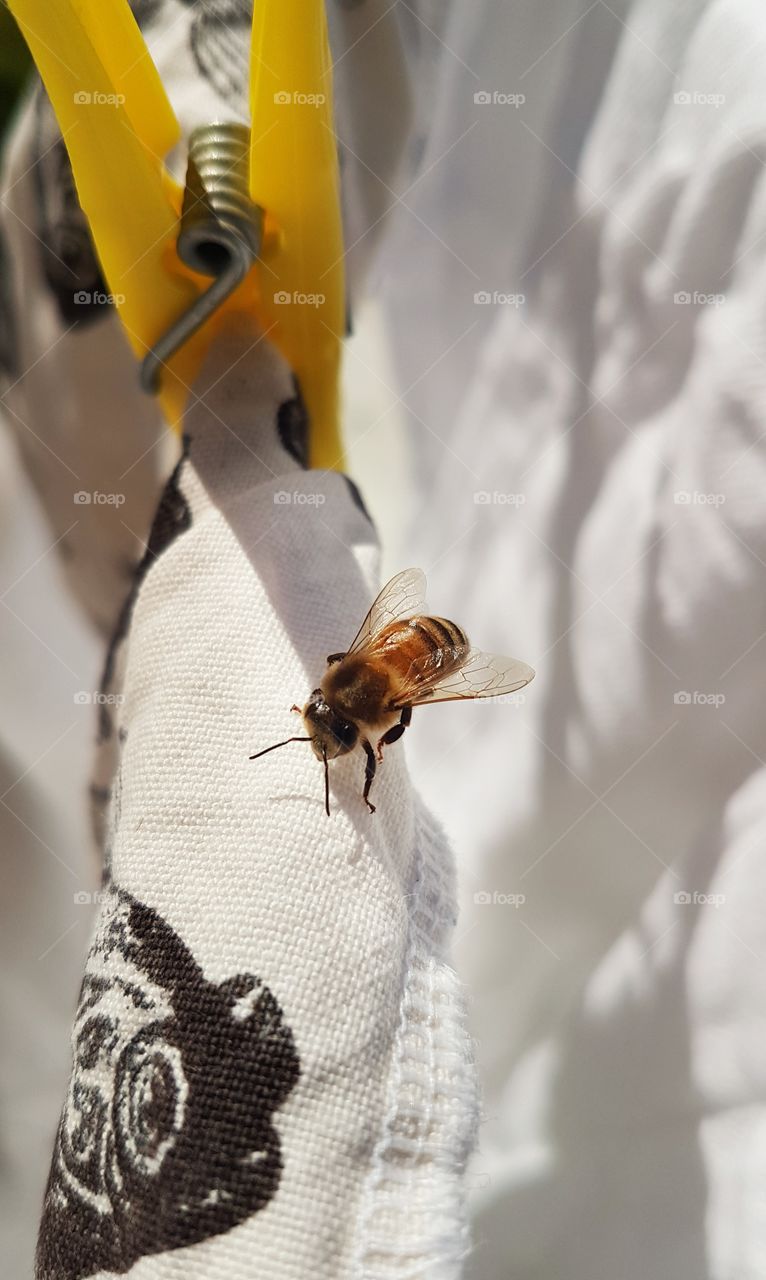 Bee on washing