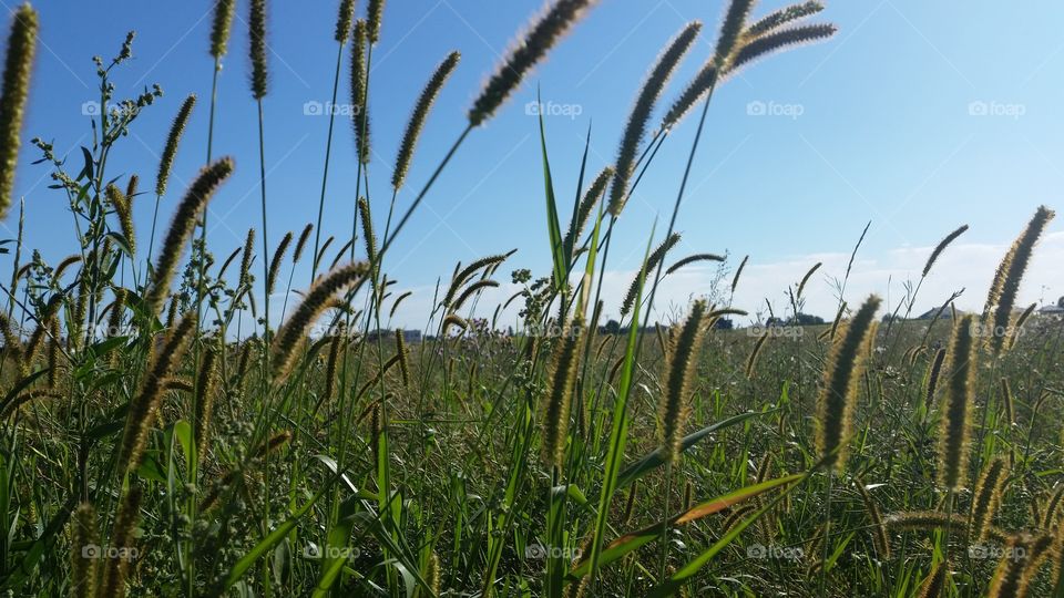 grass in summer