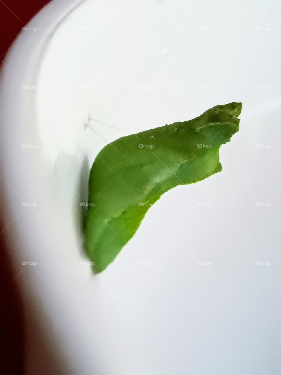 A pupae of Common Lime Butterfly attached to the white container.