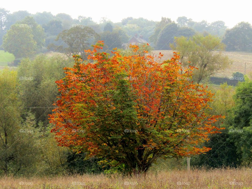 autumn days ππ a misty october morning with lots of trees still green and this one orange leafed tree stands out against them and the mist in the background