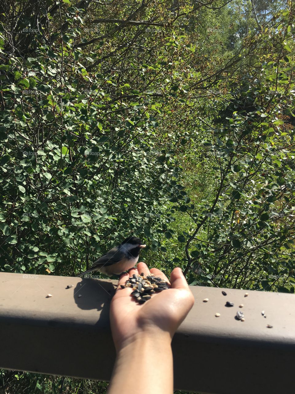 One, Tree, Outdoors, Bird, Nature