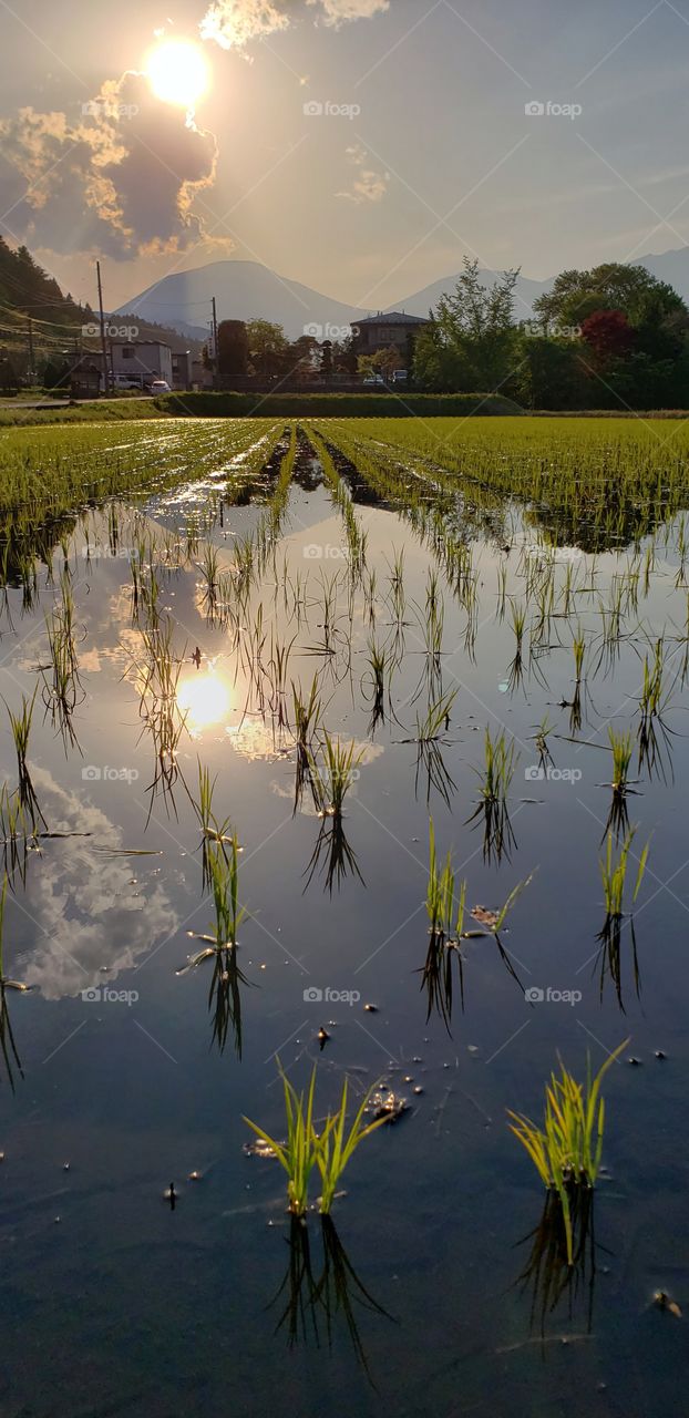 Rice field