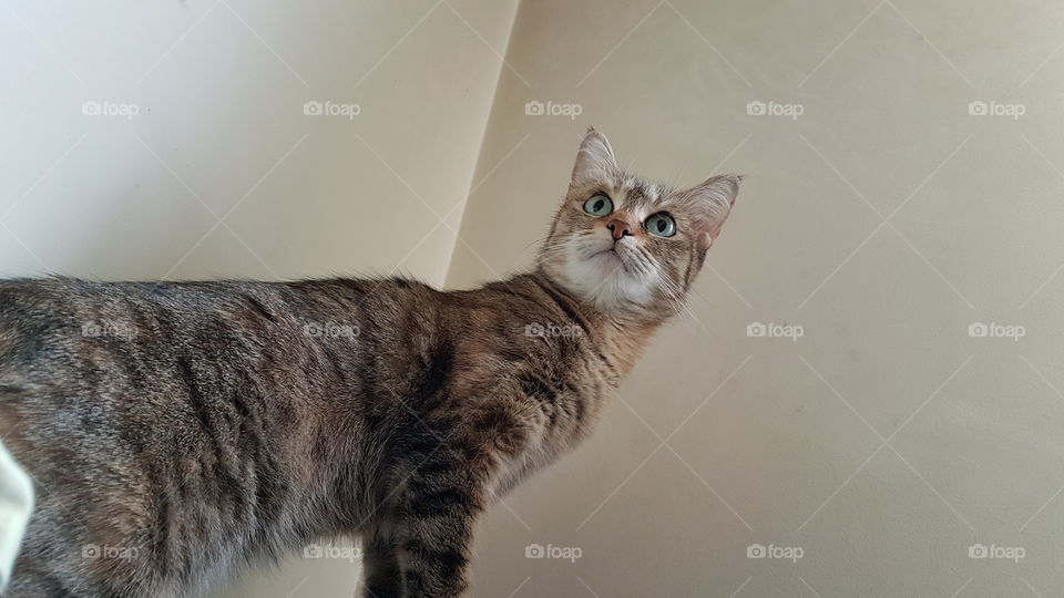 cat standing in alert position