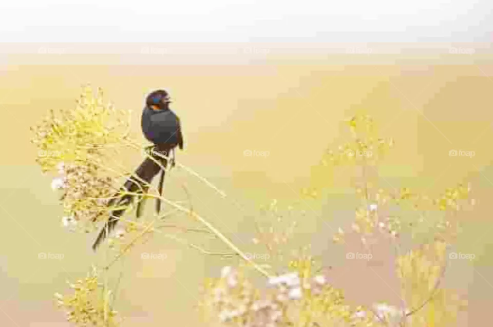 bird