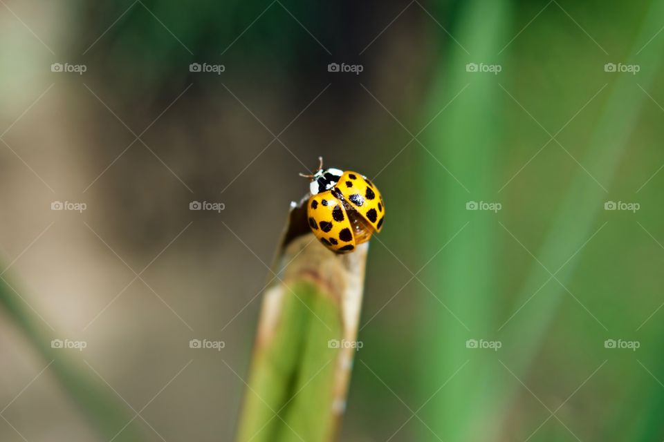 Macro LadyBug