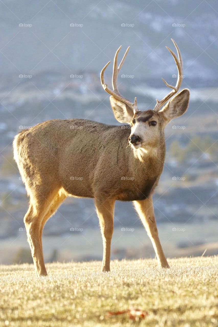 Buck eating grass 