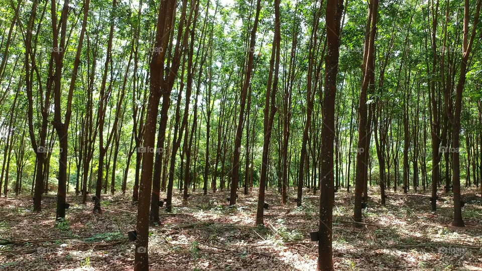 Field of rubber trees