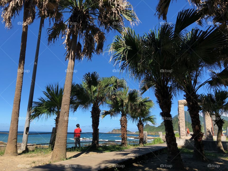 Palm, Beach, No Person, Travel, Tree