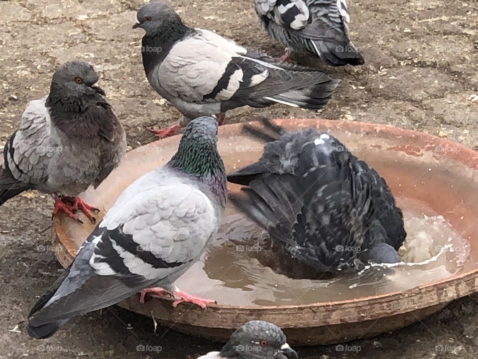 Beautiful pigeons took a shower