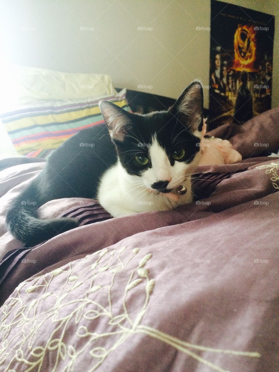 My baby Lily hanging out on my bed