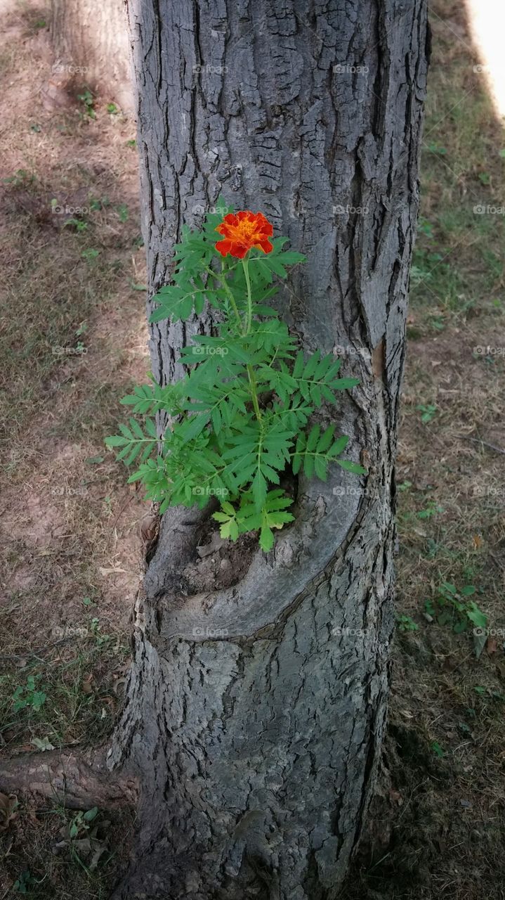 Marigold in a tree