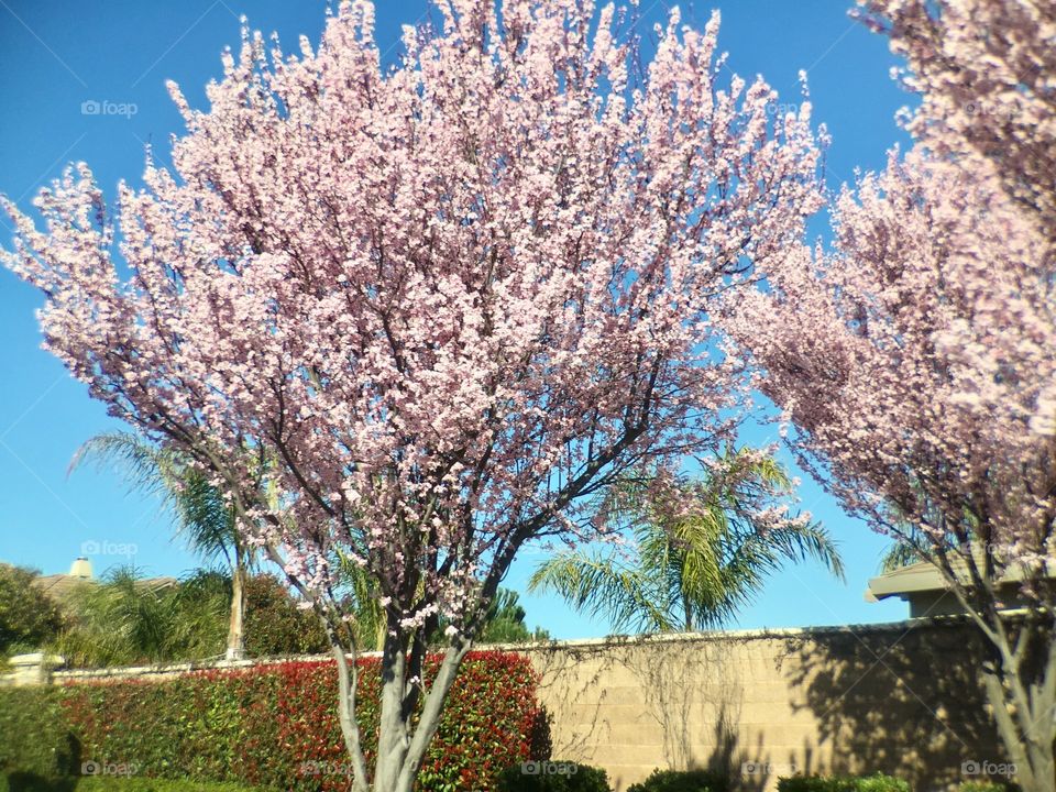 Spring Blooming Trees 