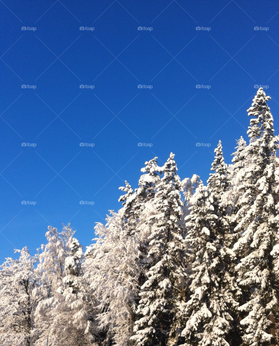 snow winter tree trees by jempa_m