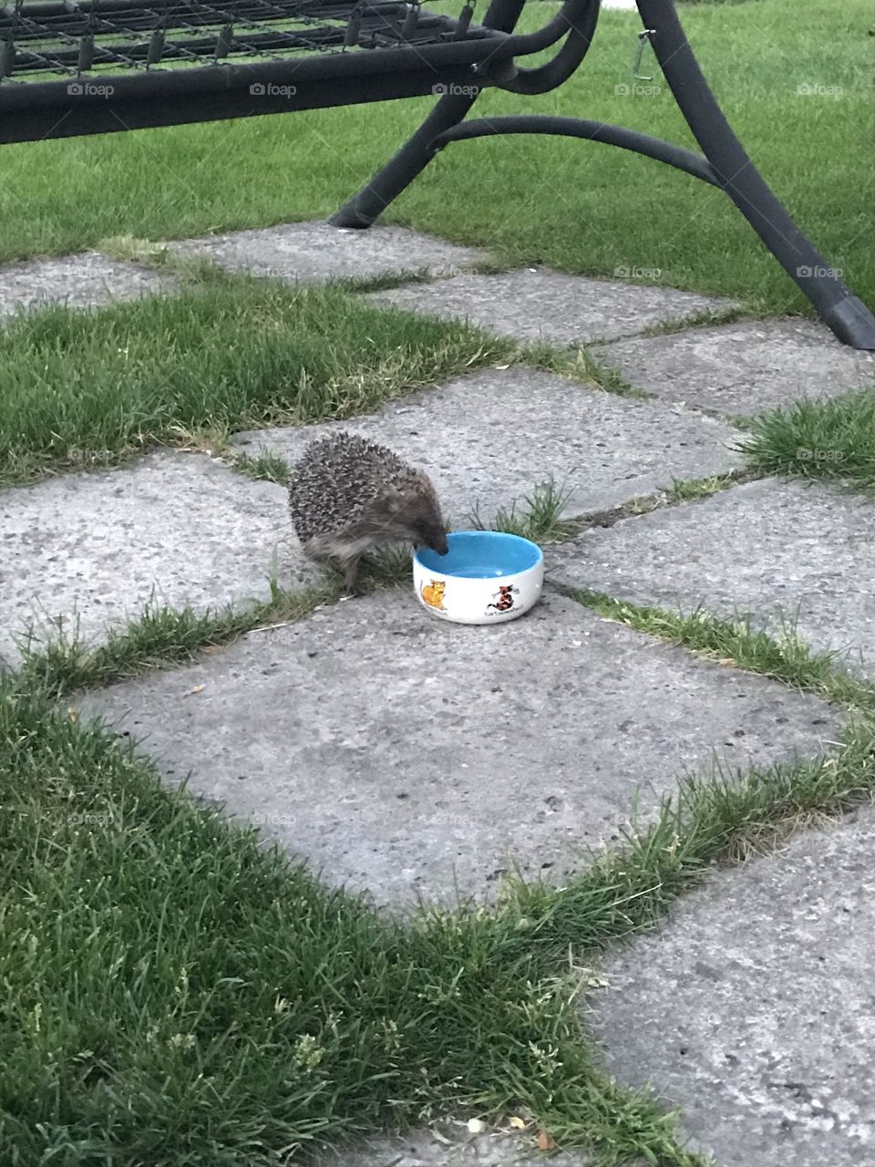 Hedgehog came to eat