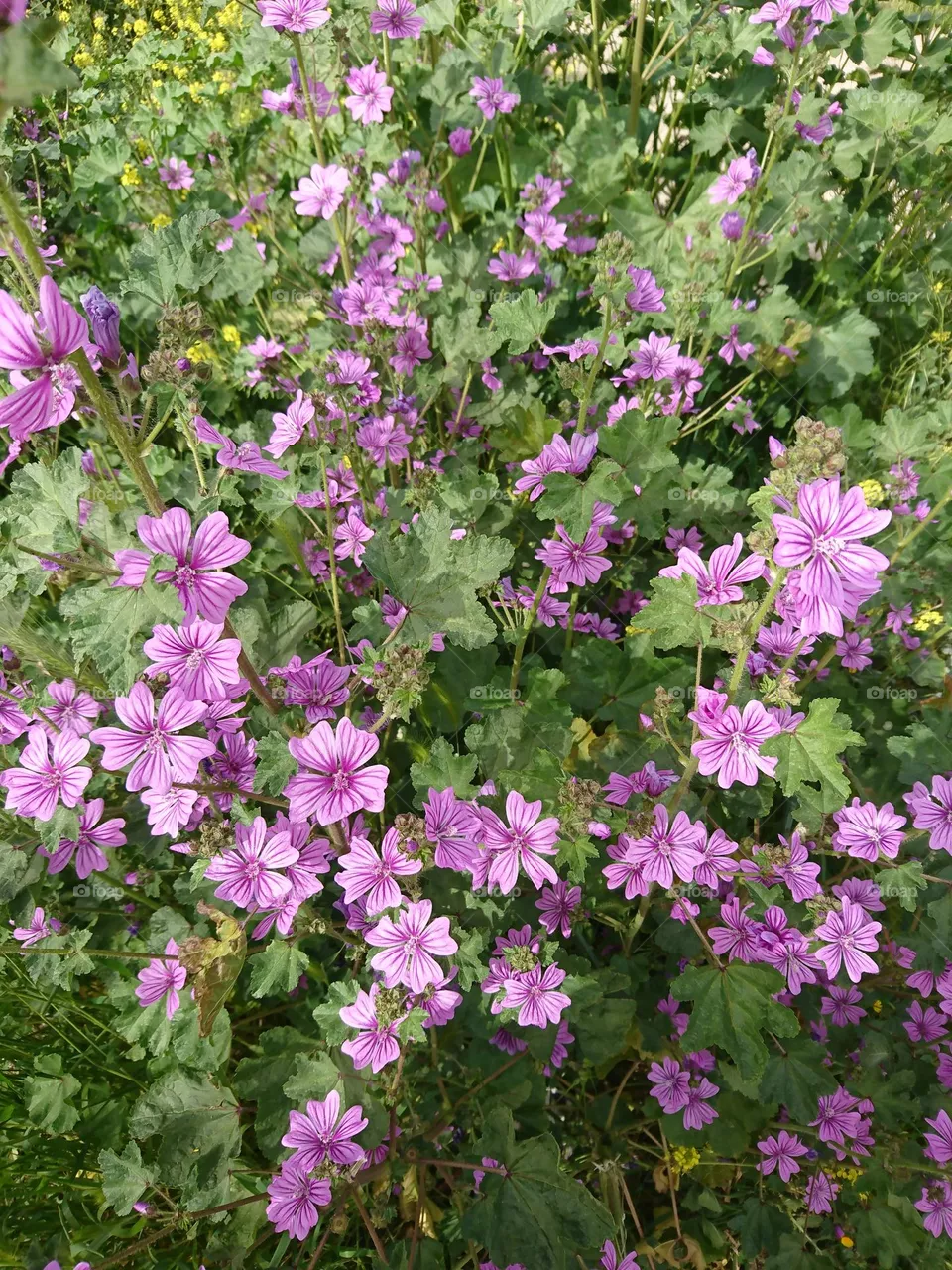 Flores de Primavera- mar de flores 