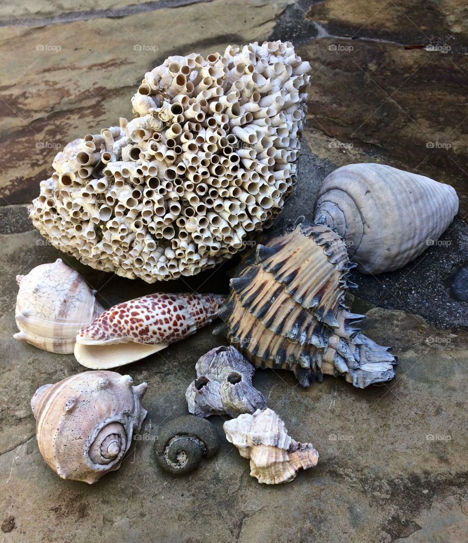 Sea shells 