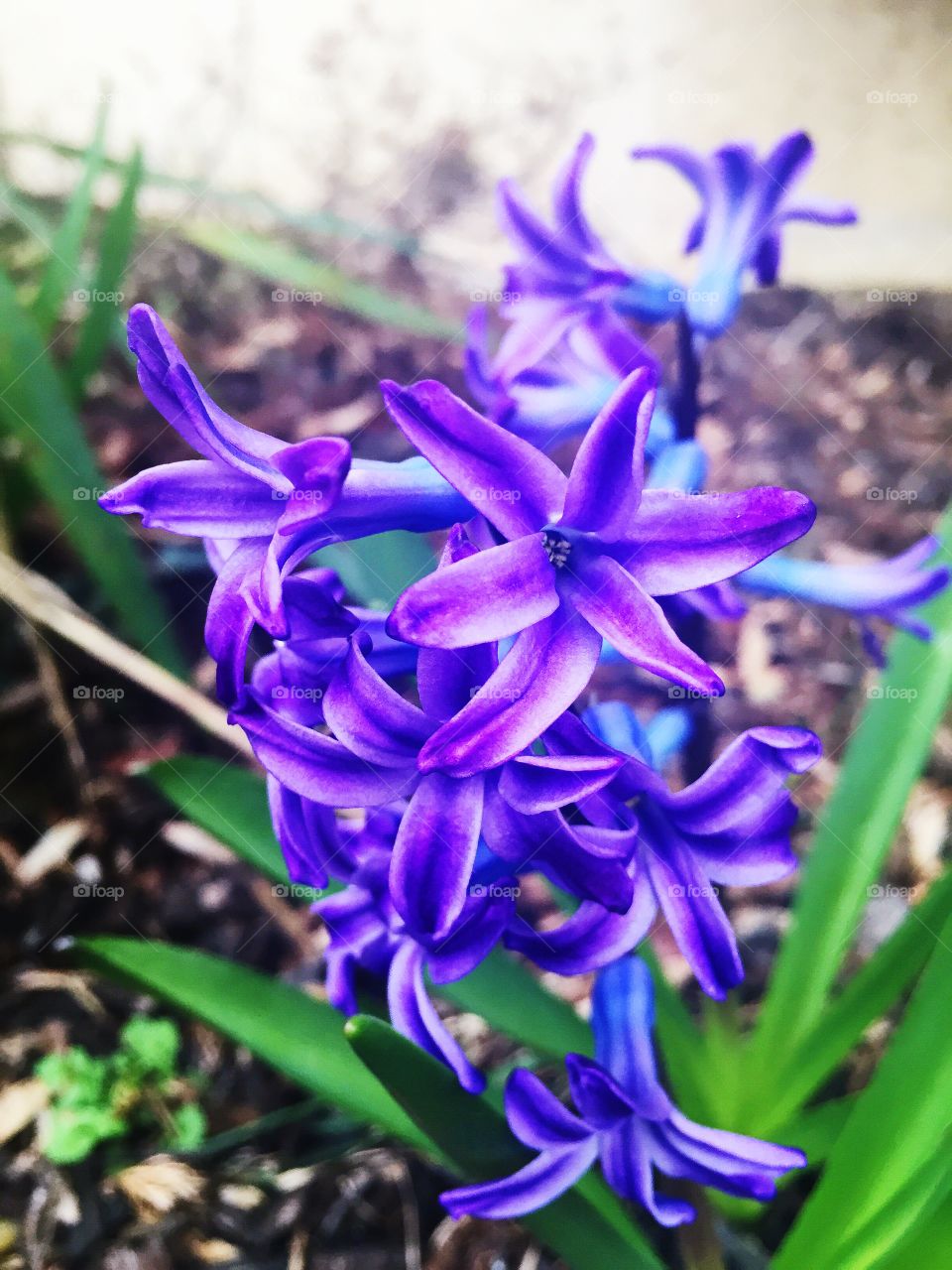 Spring Blooming . Purple flowers blooming 